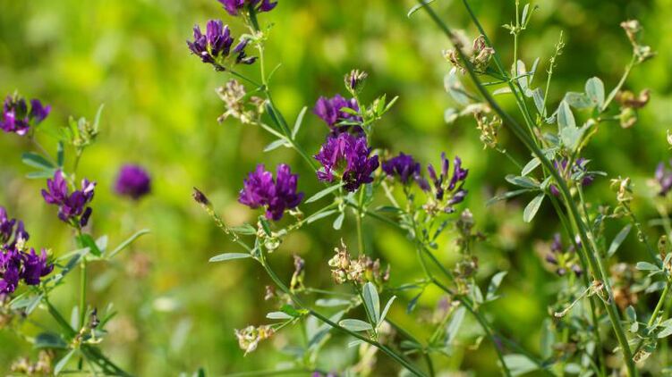 alfalfa under Traugel